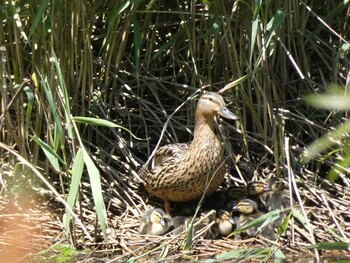 マガモ あいの里公園 2021年6月7日(月)