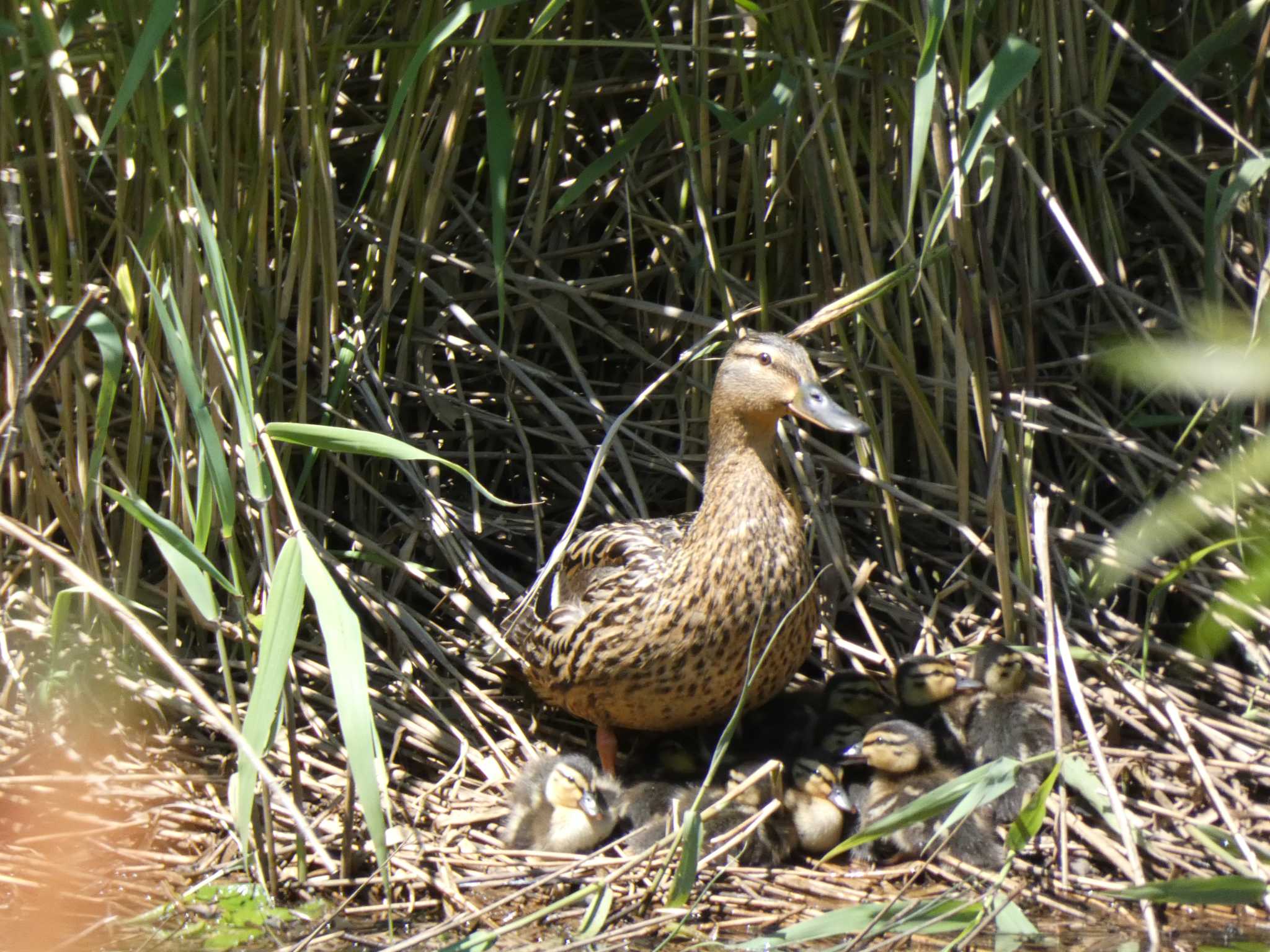 あいの里公園 マガモの写真 by TAMACO