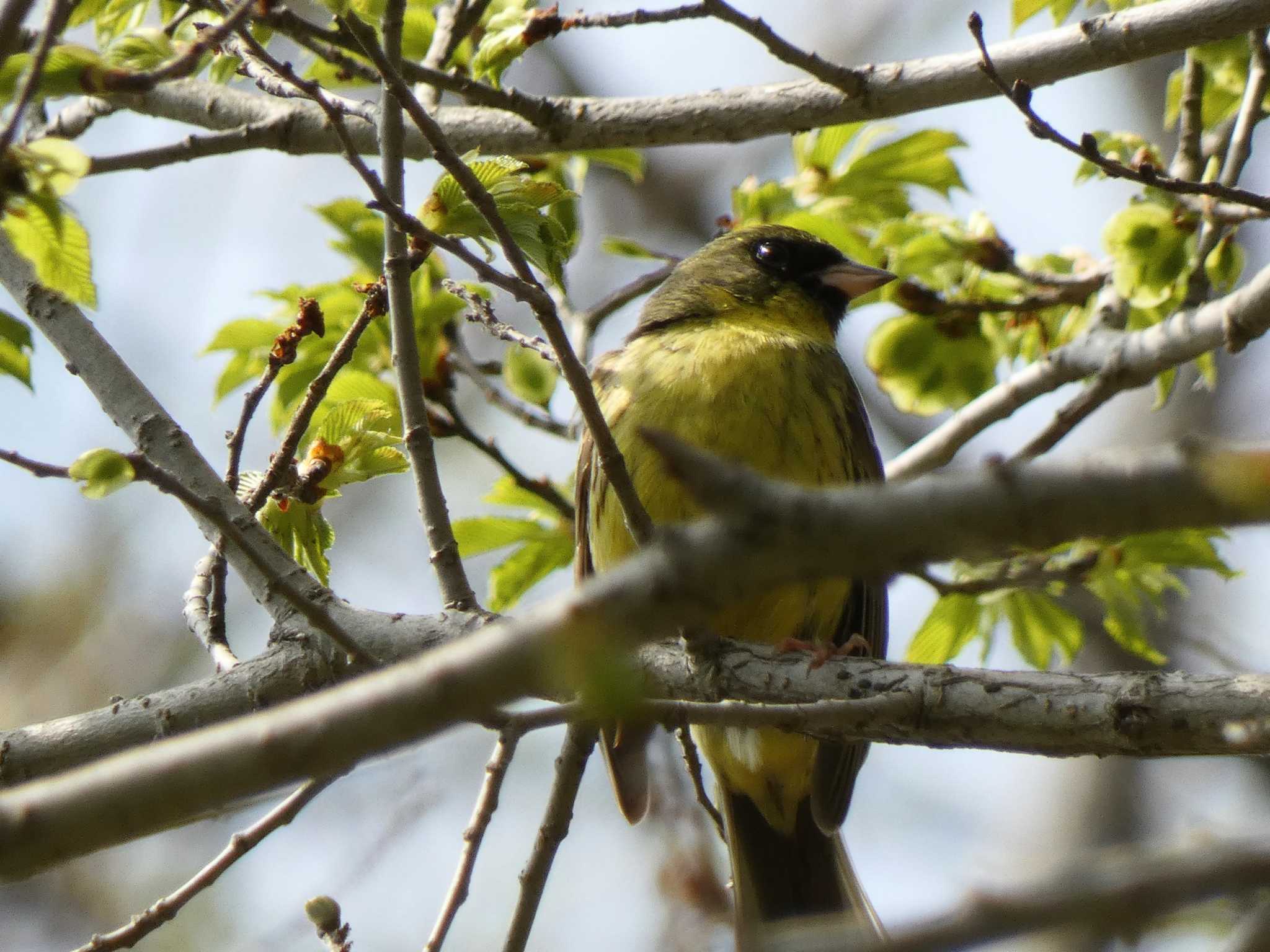 旭山記念公園 アオジの写真 by TAMACO