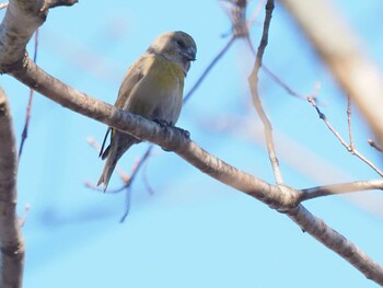 Red Crossbill 長野県守屋山 Sun, 12/27/2020