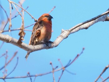 Red Crossbill 長野県守屋山 Sun, 12/27/2020