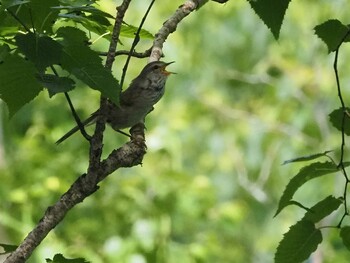 Japanese Bush Warbler 群馬県野反湖 Sun, 7/19/2020