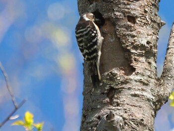 Japanese Pygmy Woodpecker 山梨県大月市ハマイバ丸 Sat, 5/30/2020