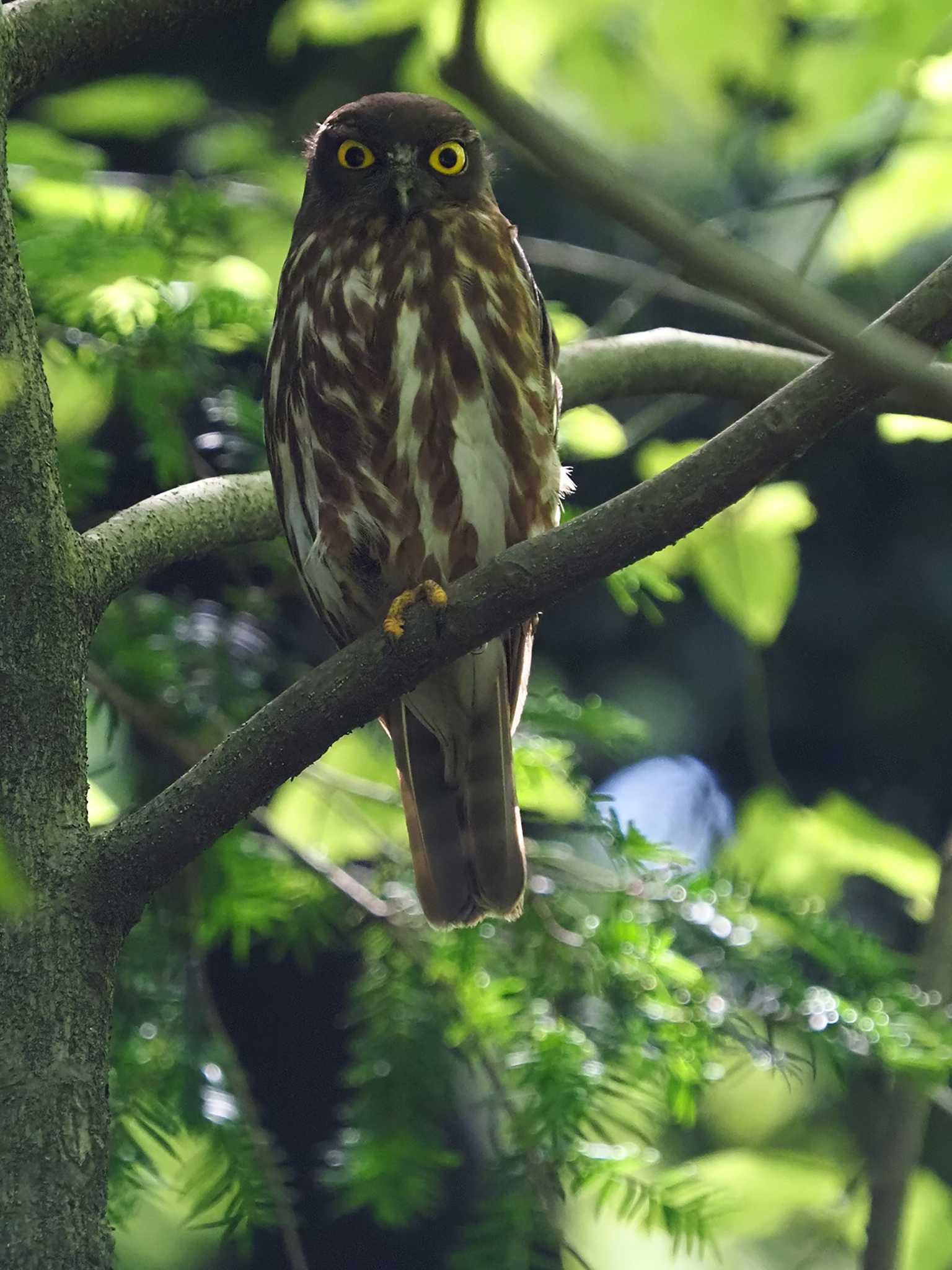 多摩森林科学園 アオバズクの写真 by 日根野 哲也