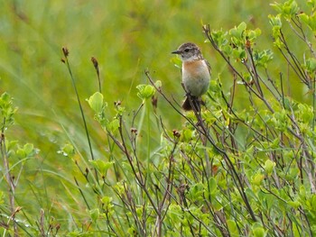 Amur Stonechat Ozegahara Sat, 7/25/2020