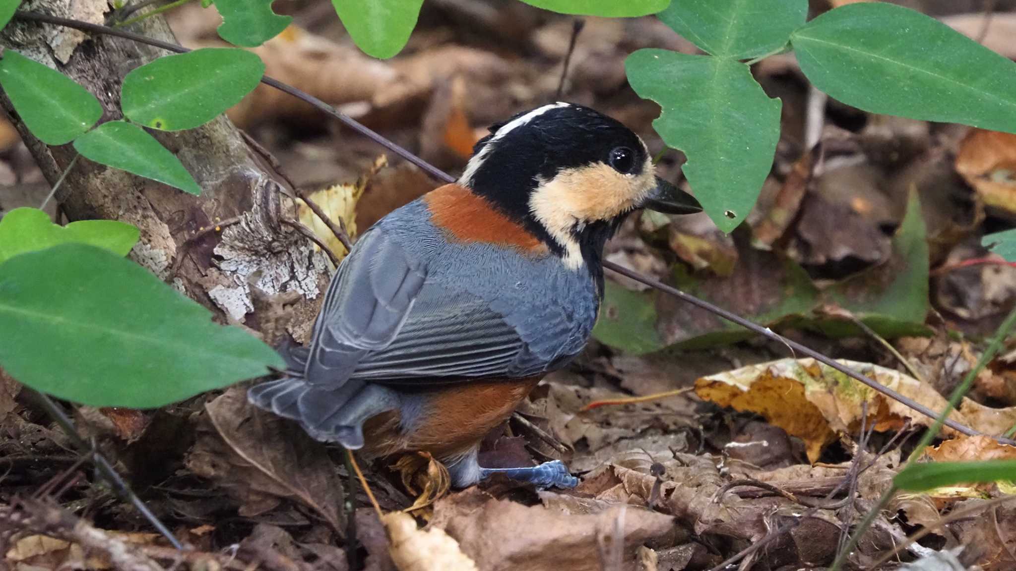 西湖野鳥の森公園 ヤマガラの写真 by 日根野 哲也