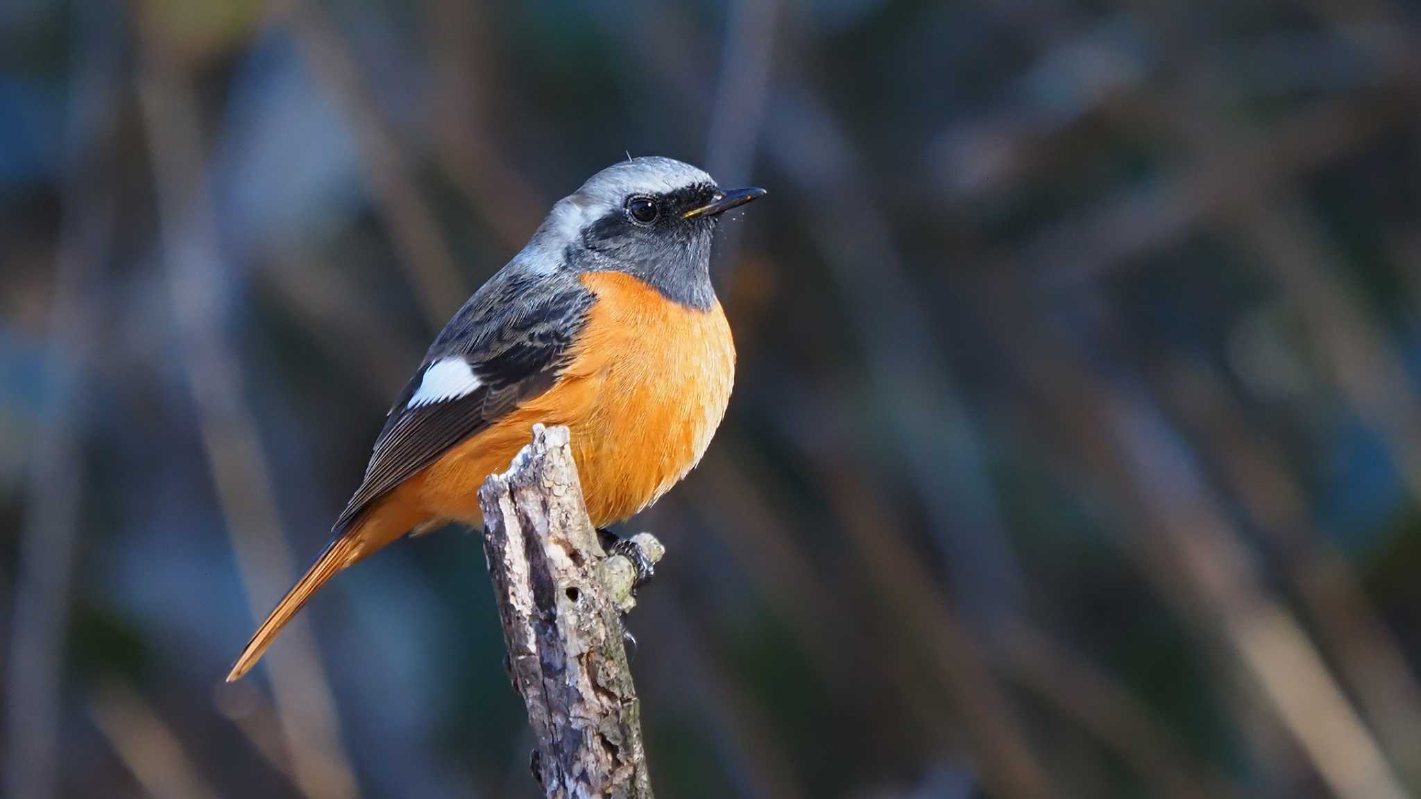 Photo of Daurian Redstart at 山梨県千代田湖 by 日根野 哲也