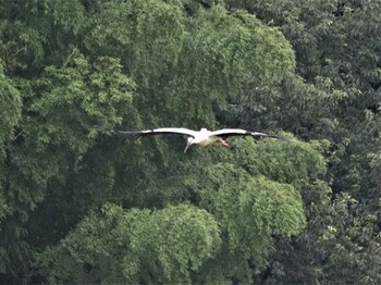 コウノトリ コウノトリの里(野田市) 2021年9月9日(木)