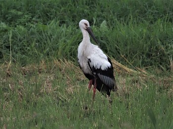 コウノトリ コウノトリの里(野田市) 2021年9月9日(木)