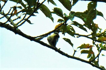 2021年8月11日(水) 衣笠山公園の野鳥観察記録