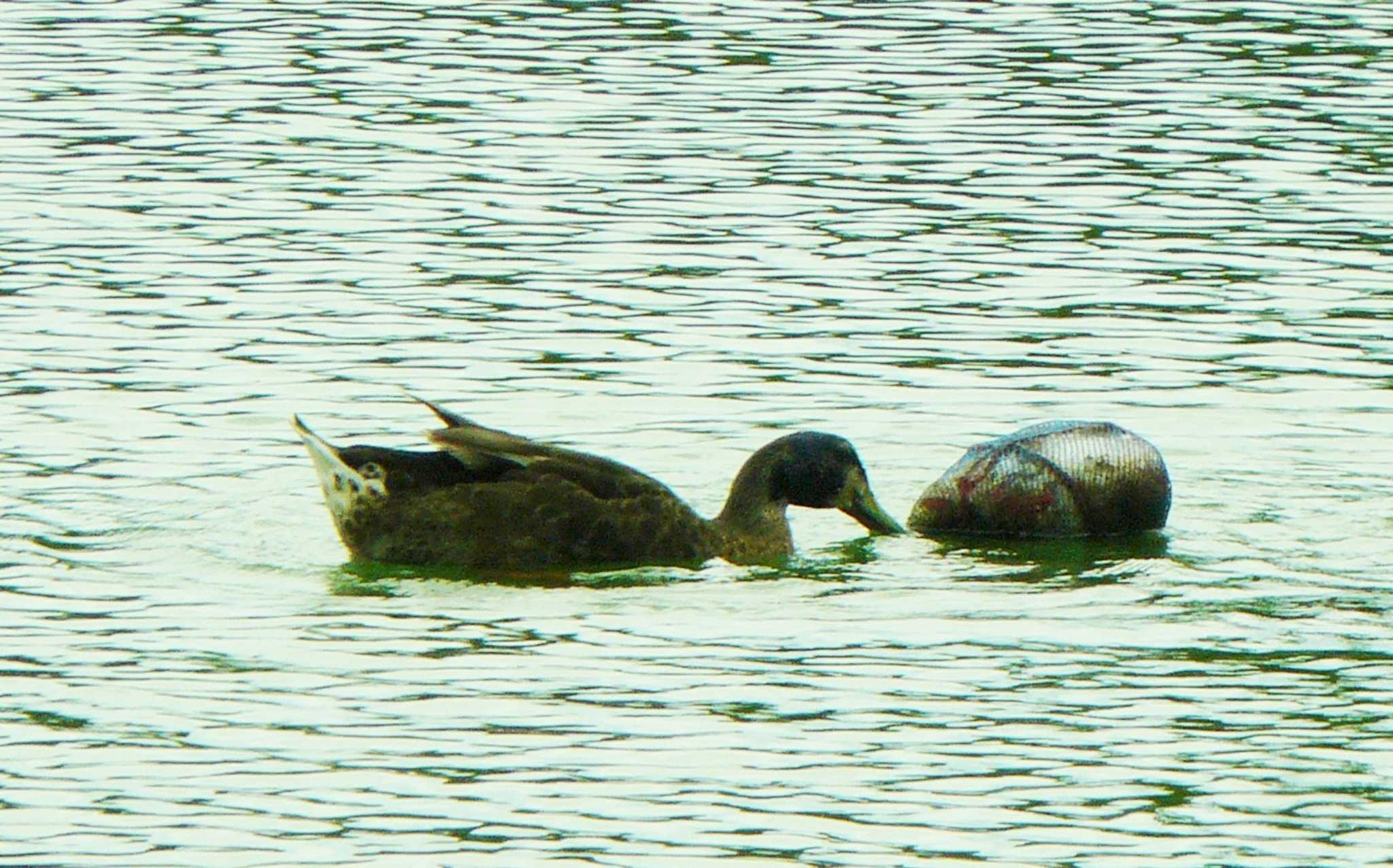 門池公園(沼津市) マガモの写真 by koshi