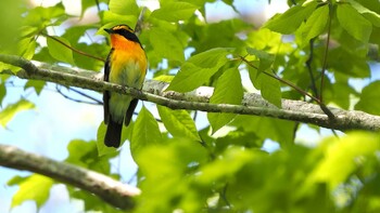 キビタキ 軽井沢野鳥の森 2021年5月22日(土)