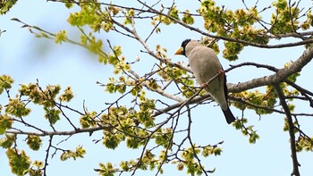 Japanese Grosbeak Karuizawa wild bird forest Sat, 5/22/2021