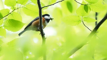 Varied Tit Karuizawa wild bird forest Sat, 5/22/2021