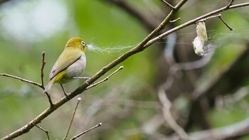 Warbling White-eye Karuizawa wild bird forest Sat, 5/22/2021