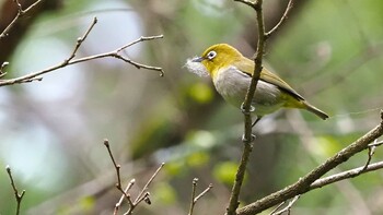 Warbling White-eye Karuizawa wild bird forest Sat, 5/22/2021