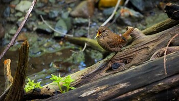 ミソサザイ 軽井沢野鳥の森 2021年5月22日(土)