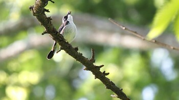 Siberian Blue Robin Karuizawa wild bird forest Sat, 5/22/2021