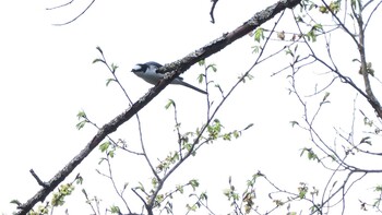 Ashy Minivet Karuizawa wild bird forest Sat, 5/22/2021