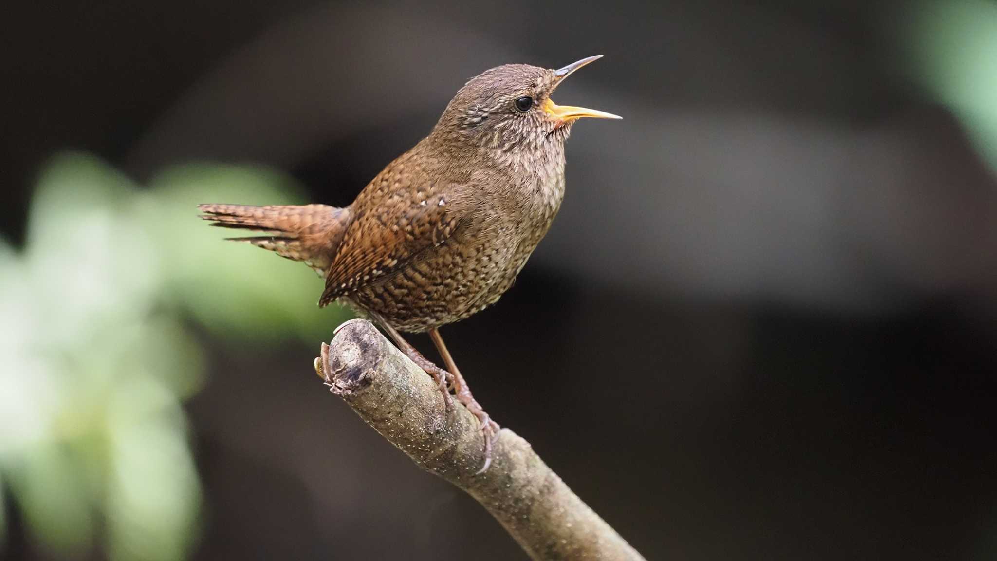 軽井沢野鳥の森 ミソサザイの写真 by 日根野 哲也