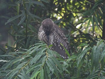 ゴイサギ 函館市松倉川 2021年9月10日(金)