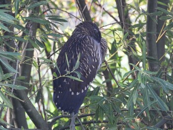 ゴイサギ 函館市松倉川 2021年9月10日(金)