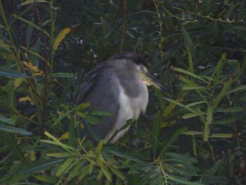 Black-crowned Night Heron 函館市松倉川 Fri, 9/10/2021