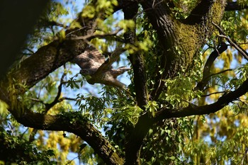 オオタカ 秋ヶ瀬公園 2017年4月16日(日)