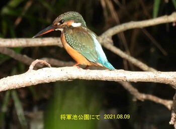 カワセミ 将軍池公園 2021年8月9日(月)