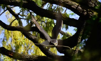 オオタカ 秋ヶ瀬公園 2017年4月16日(日)