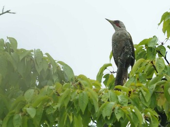 Japanese Green Woodpecker 愛知県 Thu, 8/12/2021