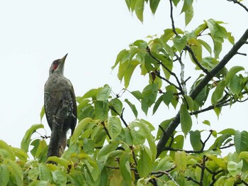 Japanese Green Woodpecker 愛知県 Thu, 8/12/2021
