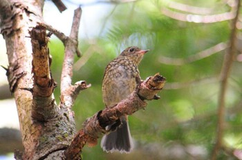 ルリビタキ 長野県佐久穂町 2021年8月30日(月)