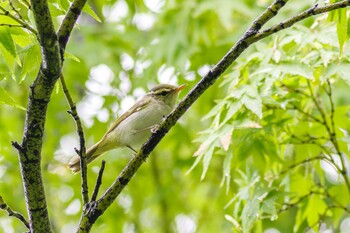 Eastern Crowned Warbler 檜町公園(東京ミッドタウン) Thu, 9/9/2021