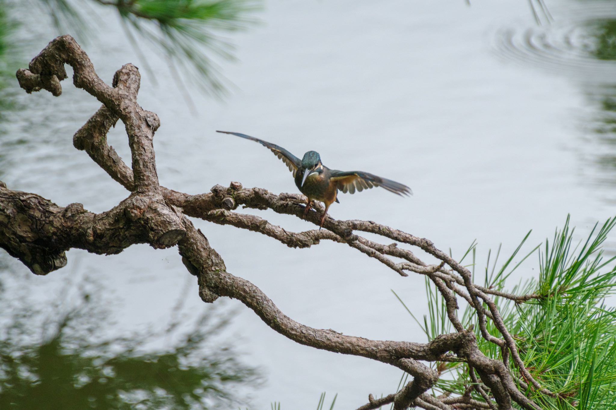 日比谷公園 カワセミの写真 by Marco Birds