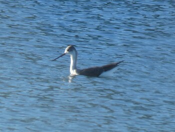 Black-winged Stilt Yoron Island Fri, 9/10/2021