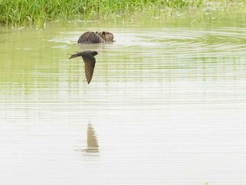 ツバメ 愛知県 2021年8月15日(日)