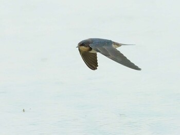 Barn Swallow 愛知県 Fri, 8/13/2021