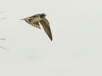 Barn Swallow 愛知県 Sun, 8/15/2021