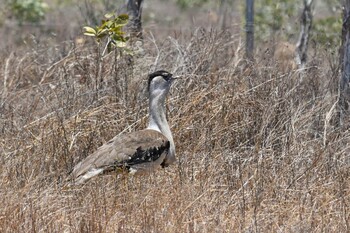 Australian Bustard ケアンズ Sun, 10/20/2019