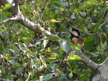 Varied Tit Kogesawa Forest Load Fri, 9/10/2021