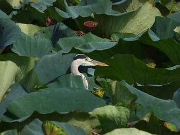 2021年9月10日(金) 服部緑地の野鳥観察記録