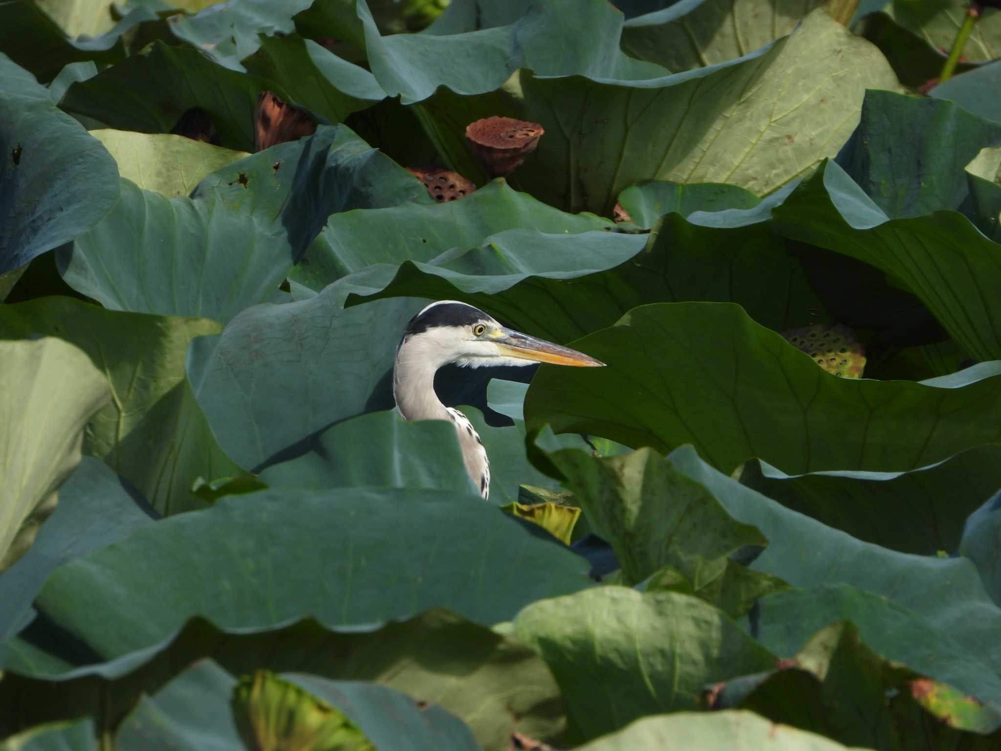 Photo of Grey Heron at Hattori Ryokuchi Park by ひよひよ