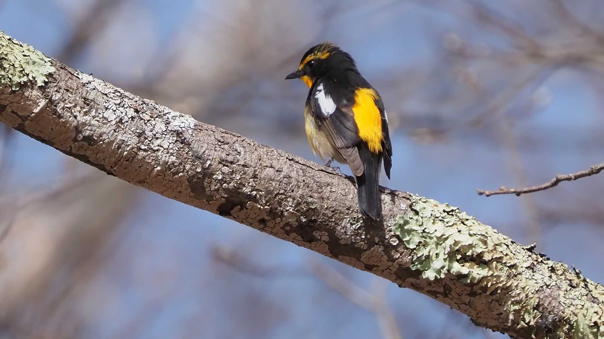 Photo of Narcissus Flycatcher at 乙女高原 by 日根野 哲也