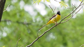 Grey Wagtail Karuizawa wild bird forest Sat, 5/22/2021