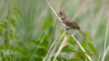 Oriental Reed Warbler Watarase Yusuichi (Wetland) Sat, 6/12/2021