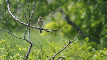 Bull-headed Shrike 埼玉県羽生水郷公園 Sun, 5/9/2021