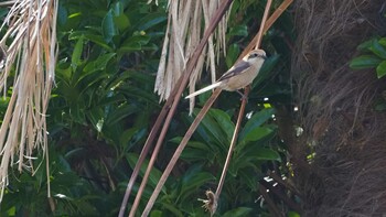 Bull-headed Shrike 埼玉県羽生水郷公園 Sun, 5/9/2021