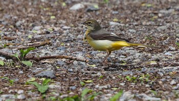 Grey Wagtail Karuizawa wild bird forest Sat, 5/22/2021