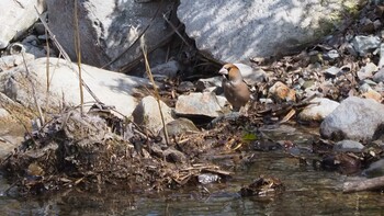 Hawfinch 山梨県大窪いやしの杜 Sat, 3/21/2020